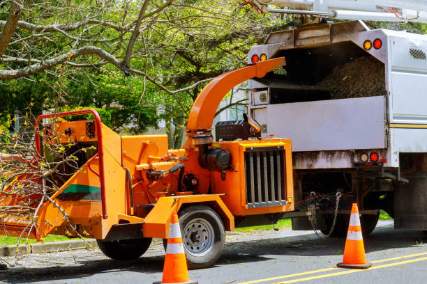 Best Tree Preservation Services  in Spring Hill, FL