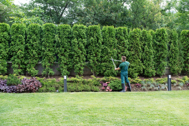 Best Tree and Shrub Care  in Spring Hill, FL
