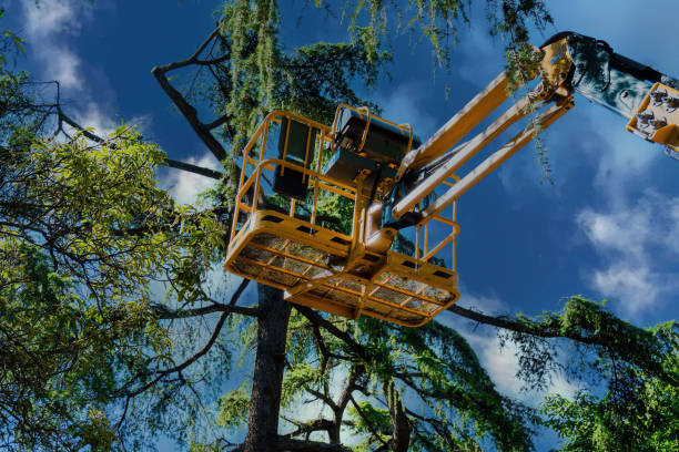How Our Tree Care Process Works  in  Spring Hill, FL